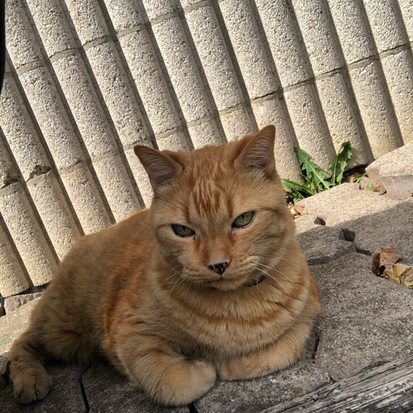 Meet your Posher, Omar - Picture 1 of 1